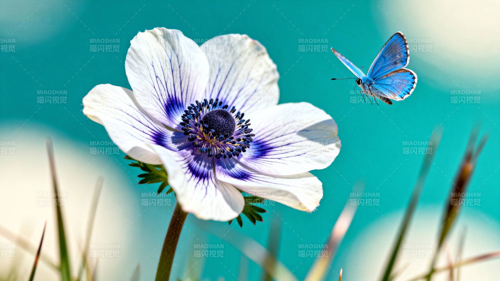 蓝蝶恋白花图片