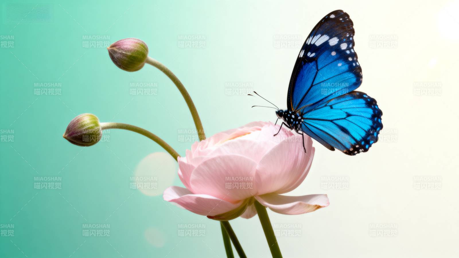 蓝蝶栖粉花图片