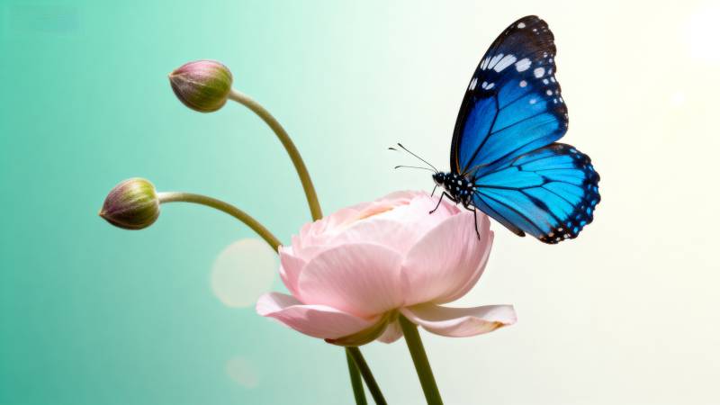 蓝蝶栖粉花图片