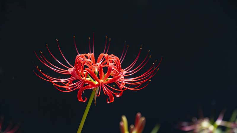 彼岸花绽放图片