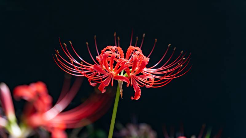 彼岸花绽放图片