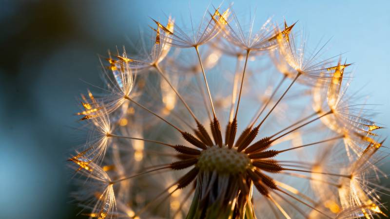 蒲公英的种子图片