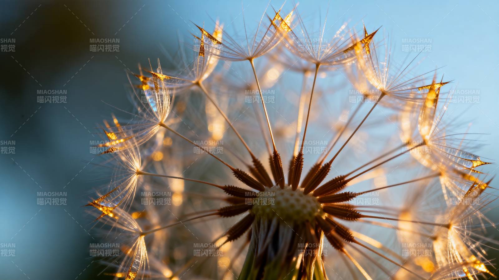 蒲公英的种子图片