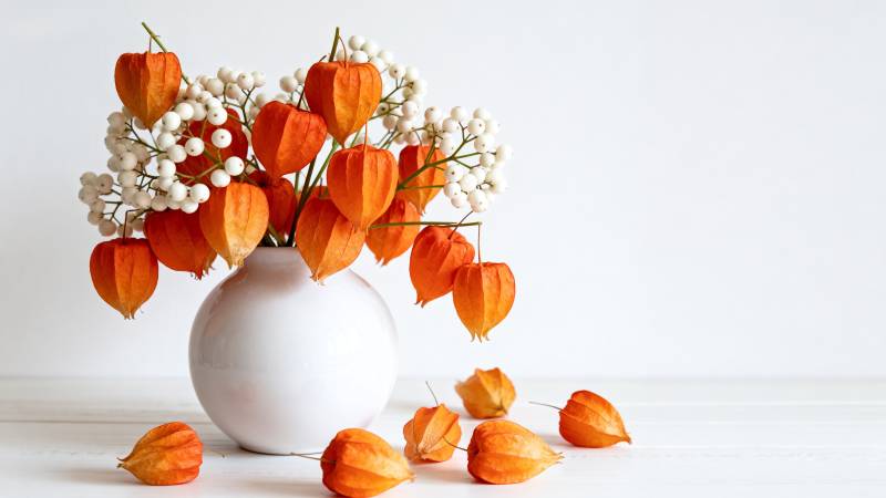 秋实花艺静物图片