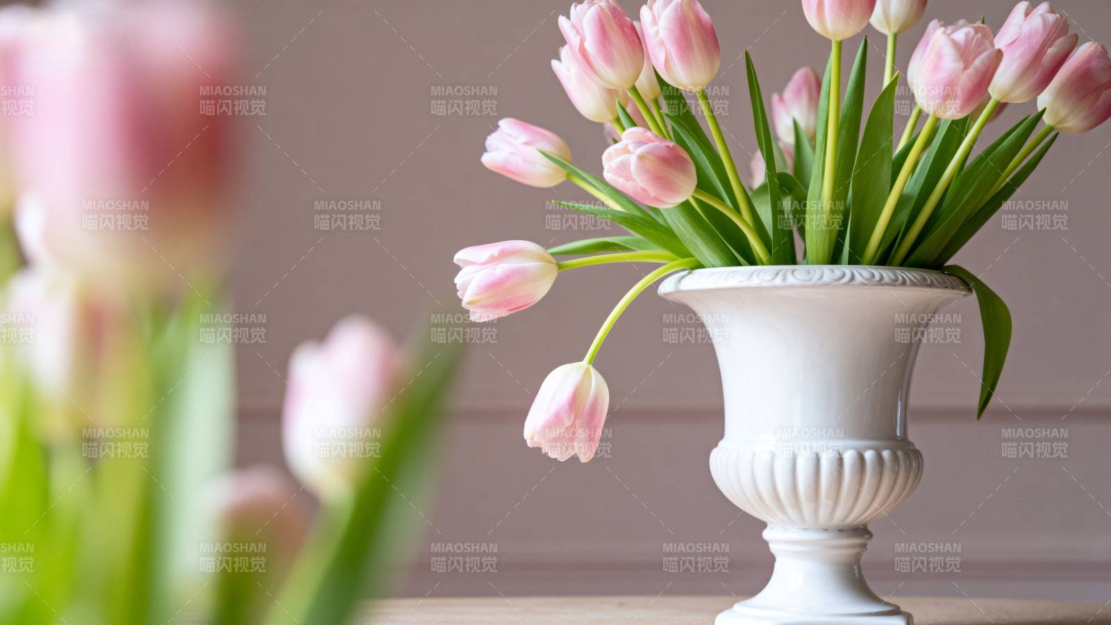 粉郁金香静谧绽放图片