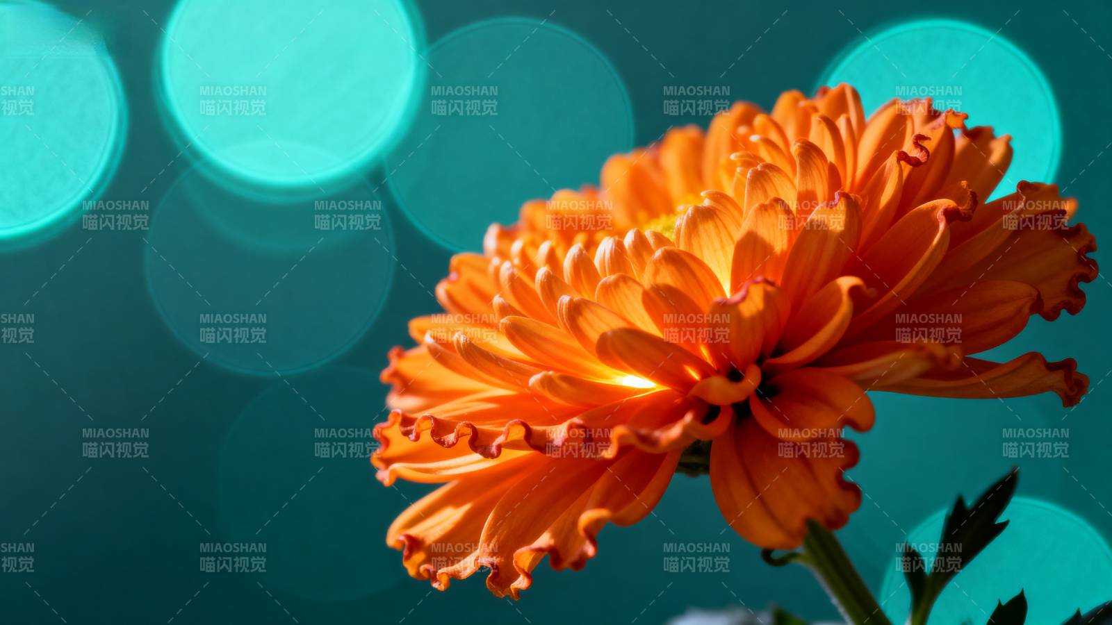 橙色菊花绽放图片