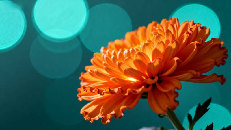 橙色菊花绽放图片