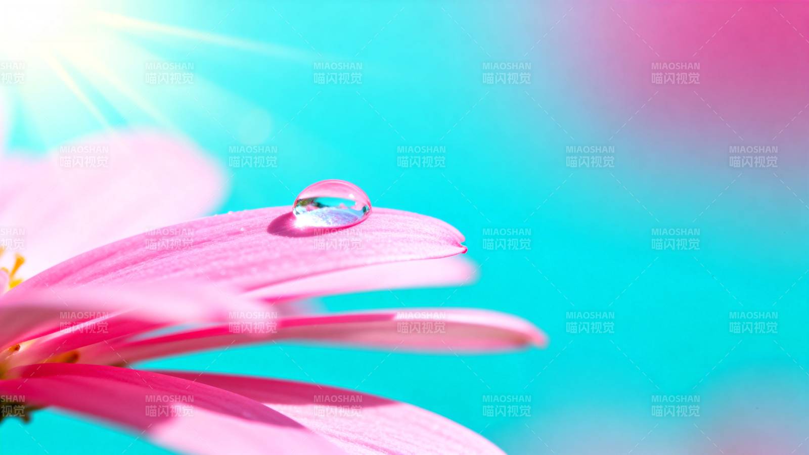 露珠映花 晨光灿烂图片