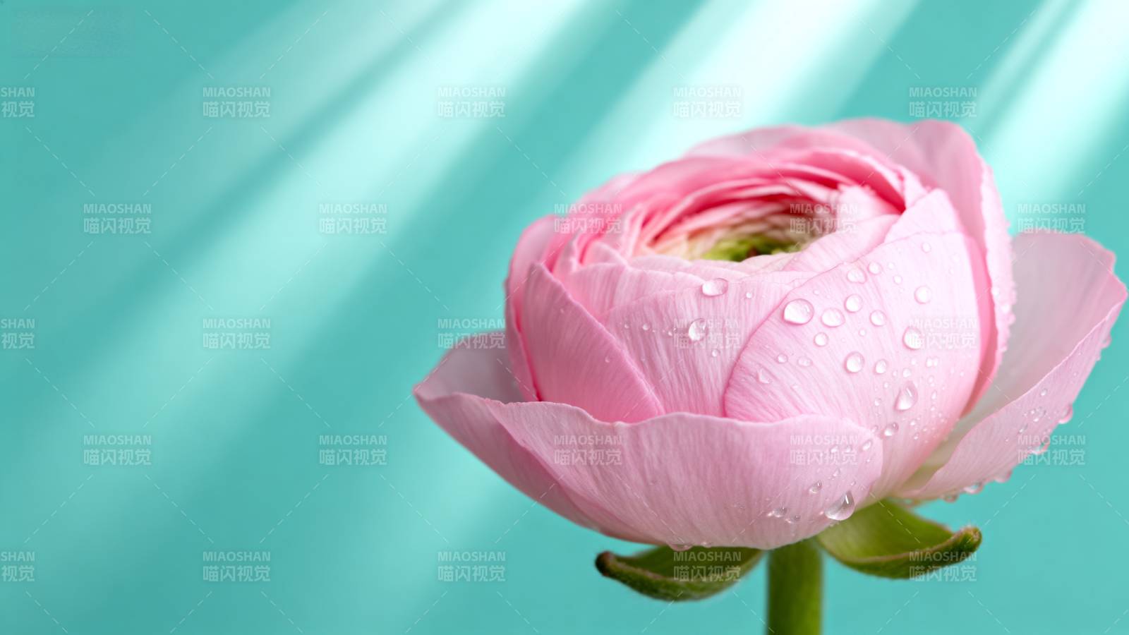 粉花滴露 清雅绽放图片