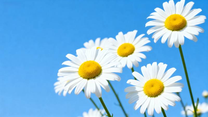 雏菊迎风绽放图片