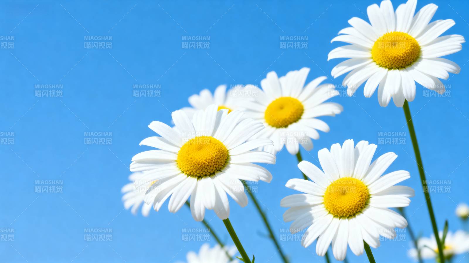 雏菊迎风绽放图片