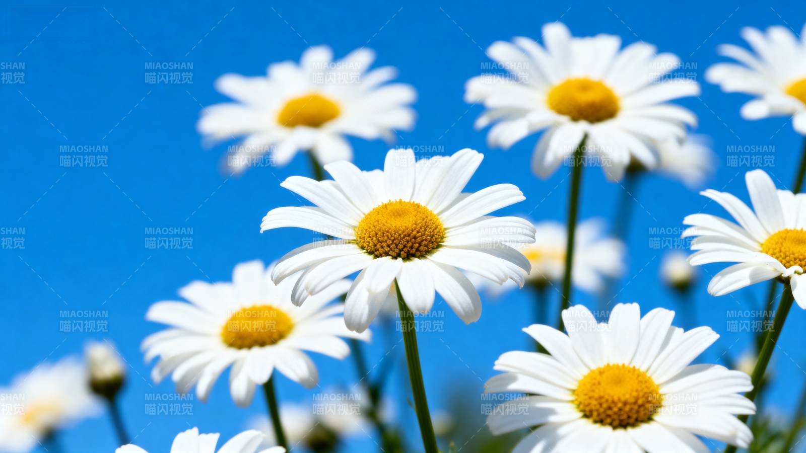 雏菊绽放蓝天图片