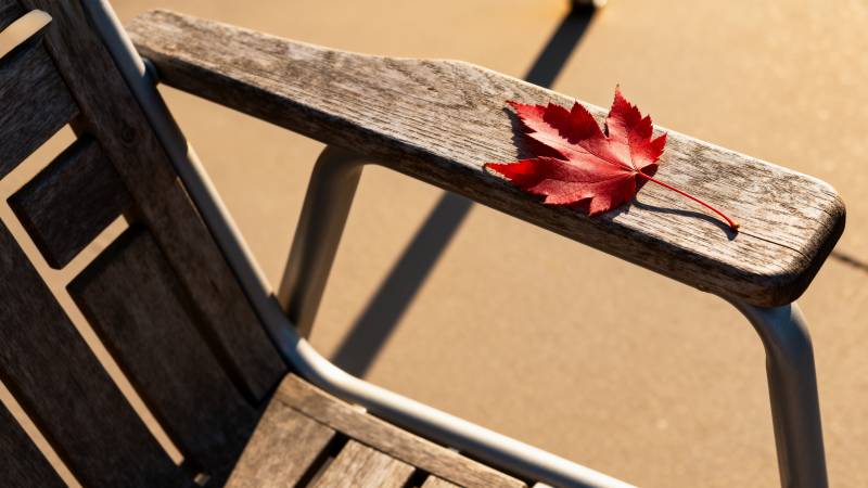 秋叶静卧木椅图片