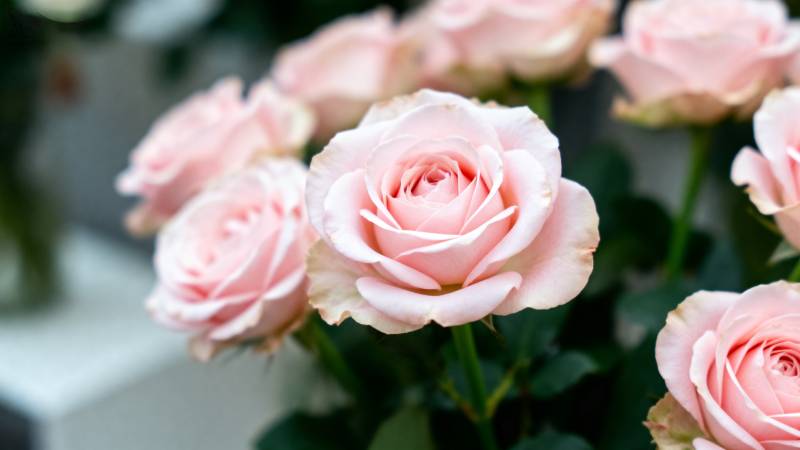 粉玫瑰绽放图片