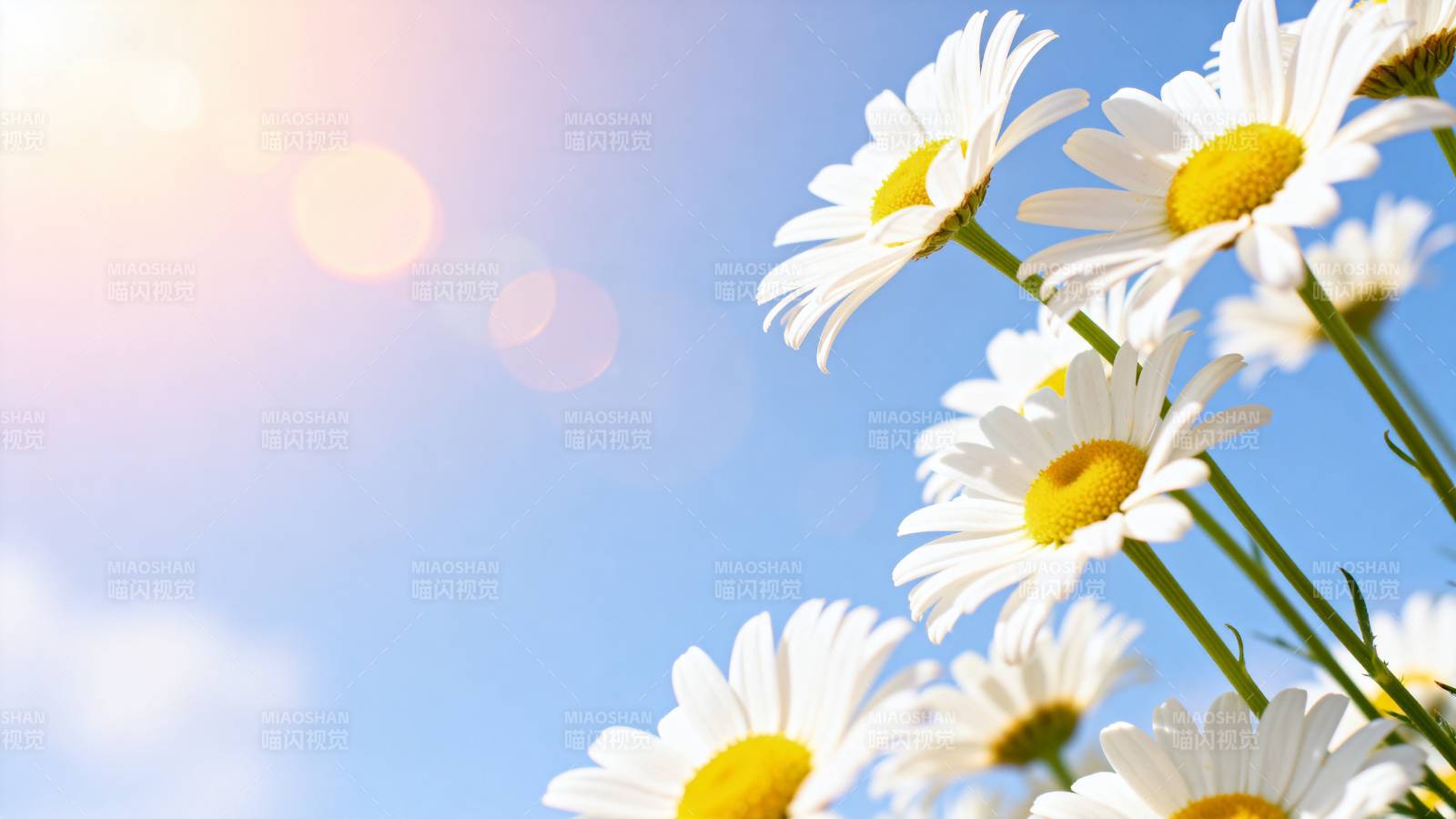 雏菊迎阳光图片