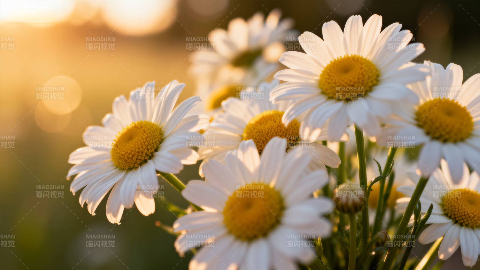 雏菊在夕阳下绽放图片
