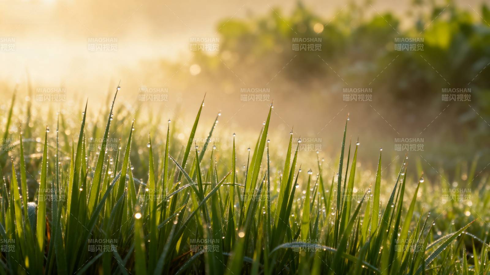 晨露草尖 阳光微照图片