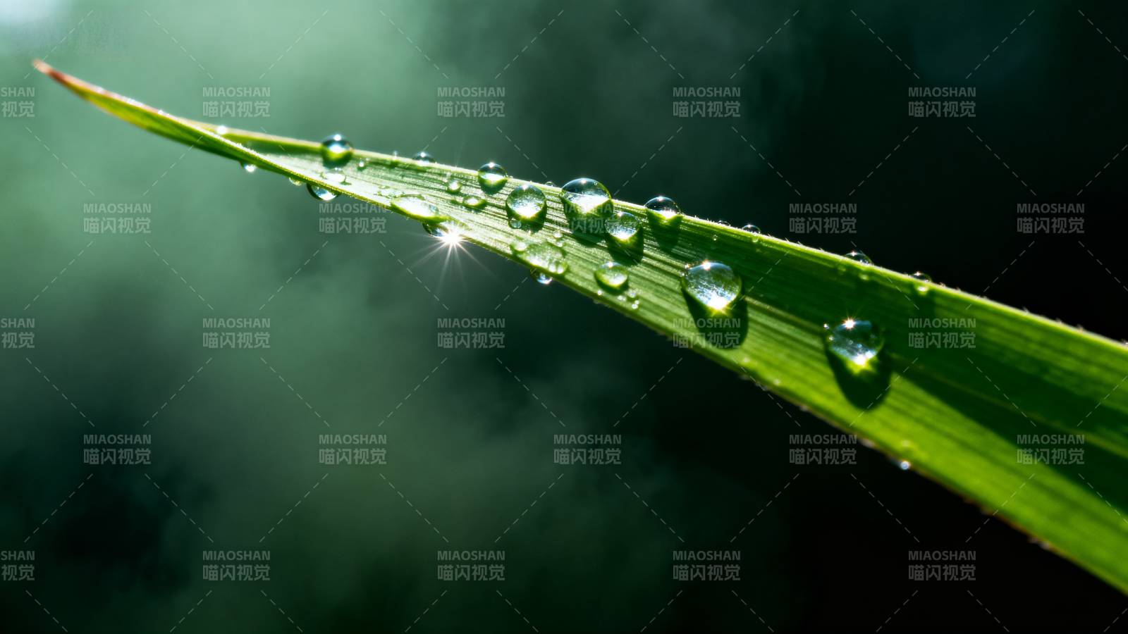 露珠映光 叶尖生辉图片