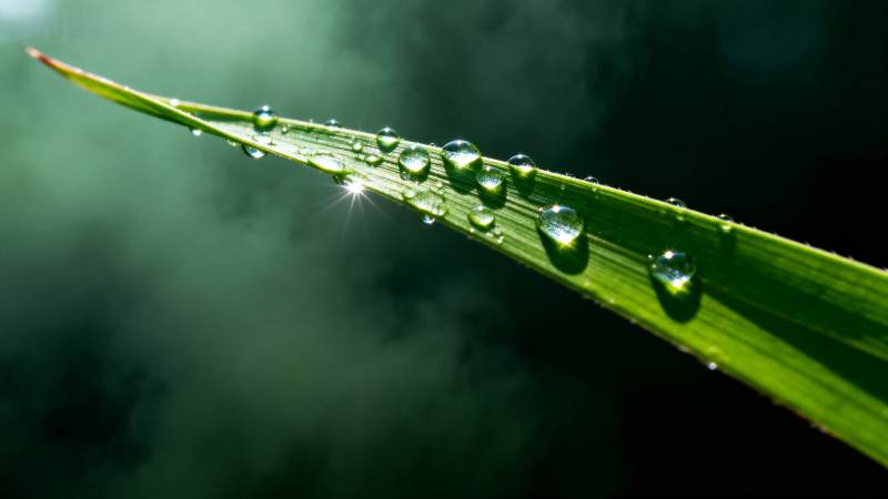 露珠映光 叶尖生辉图片