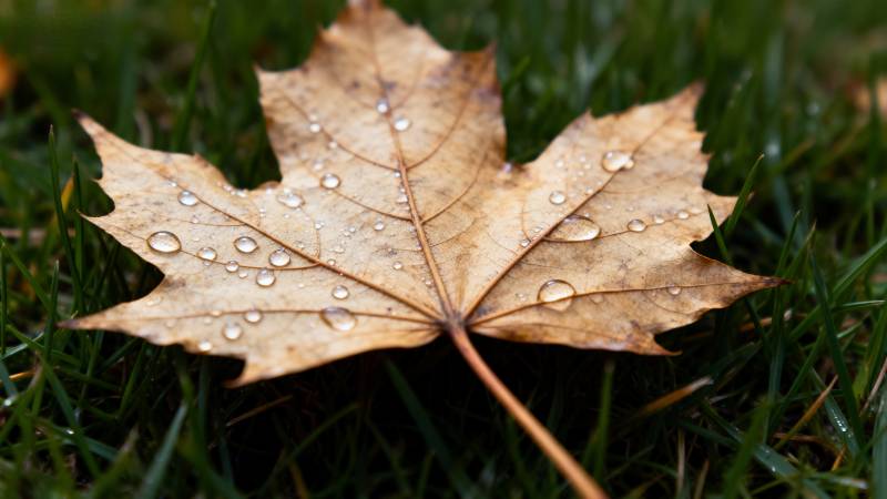 秋叶上的露珠图片