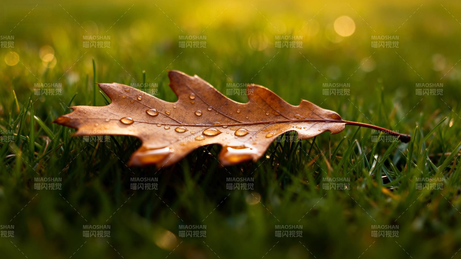 秋叶上的露珠图片