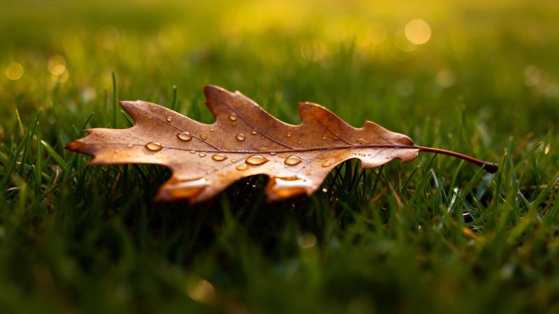 秋叶上的露珠图片