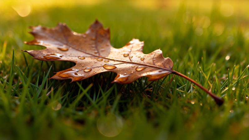 秋叶露珠草上图片