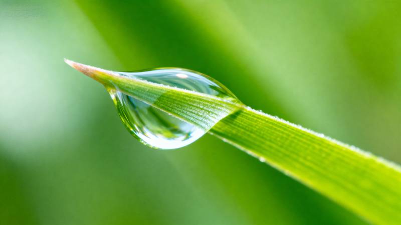 露珠映绿叶图片