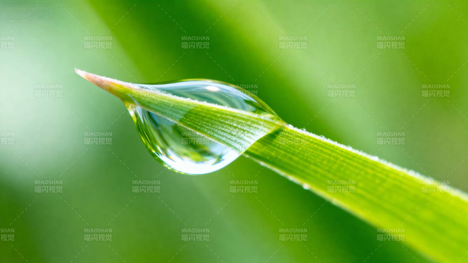 露珠映绿叶图片