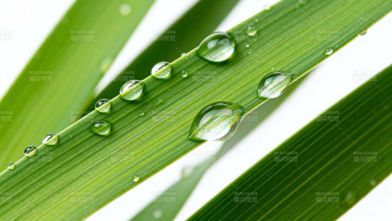 绿叶上的水珠图片