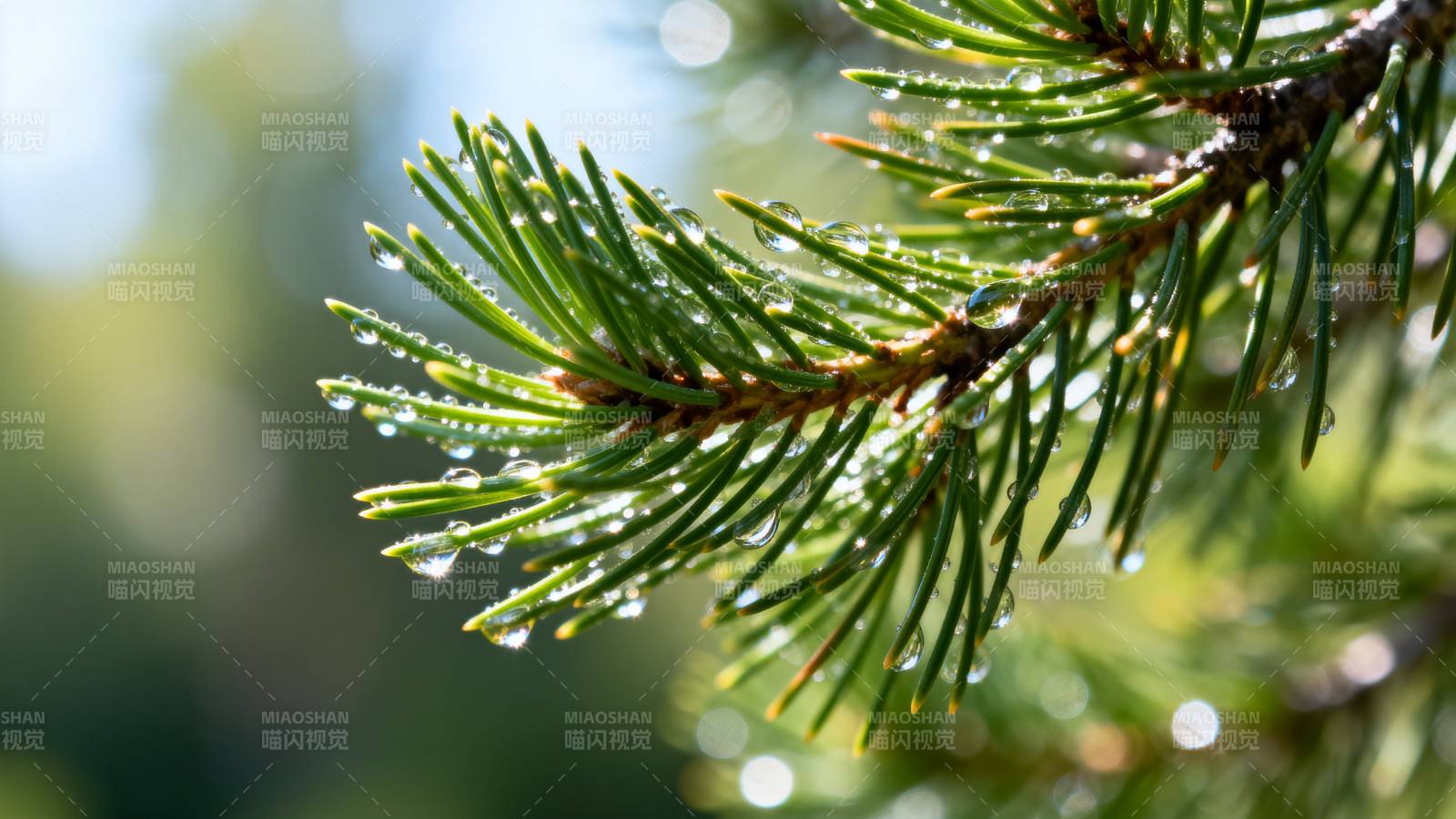 松针上的露珠图片