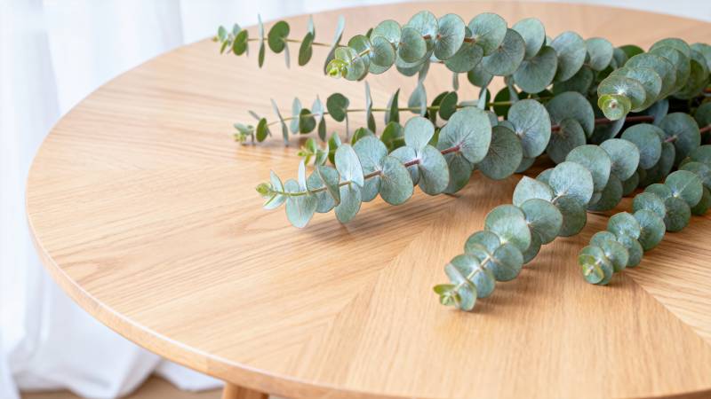 尤加利叶静置木桌图片