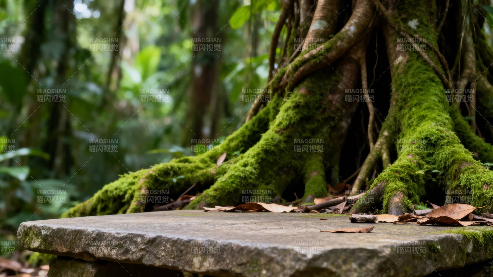 雨林古树根脉图片