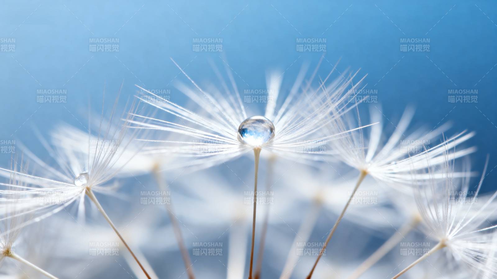 蒲公英上的露珠图片