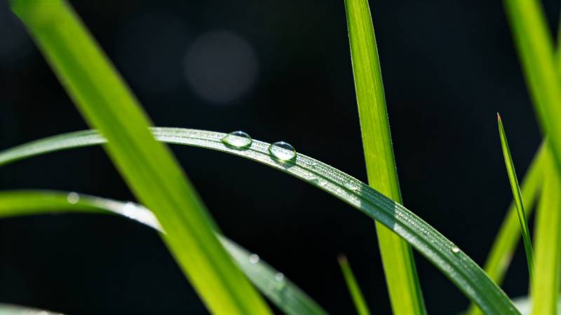 露珠草叶间图片
