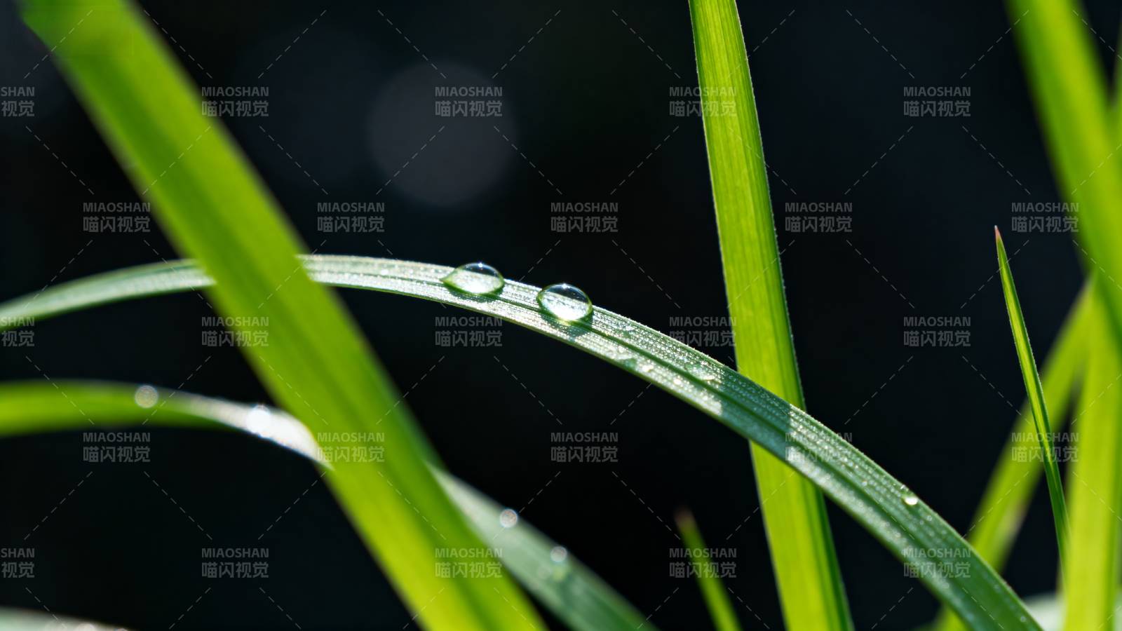 露珠草叶间图片