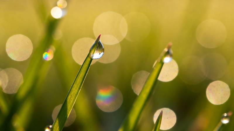 晨露晶莹草尖上图片