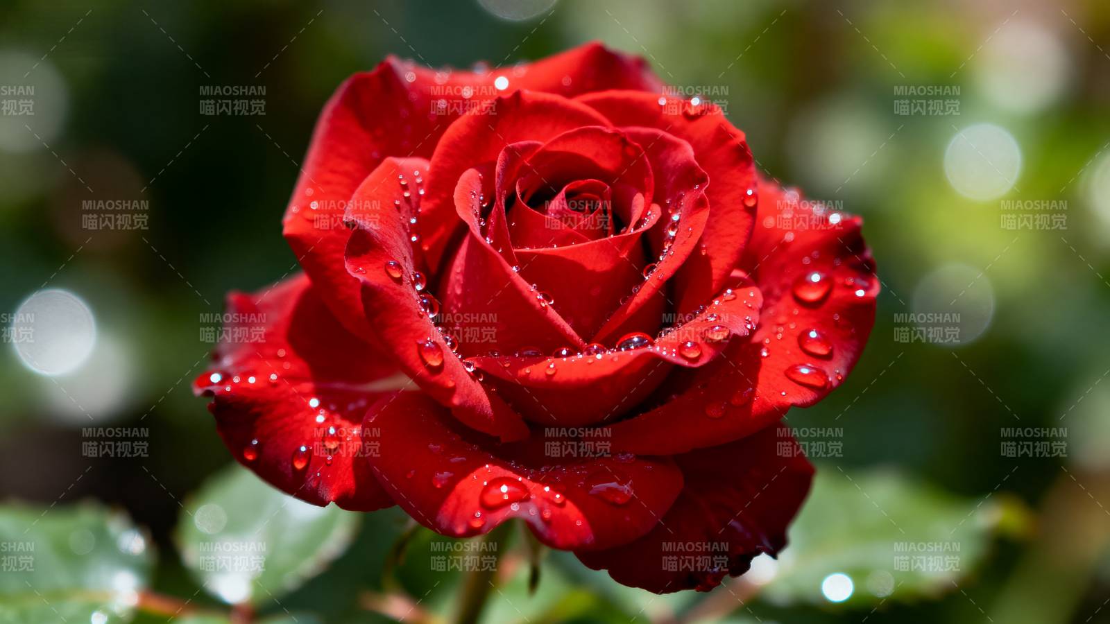 红玫瑰上的露珠图片