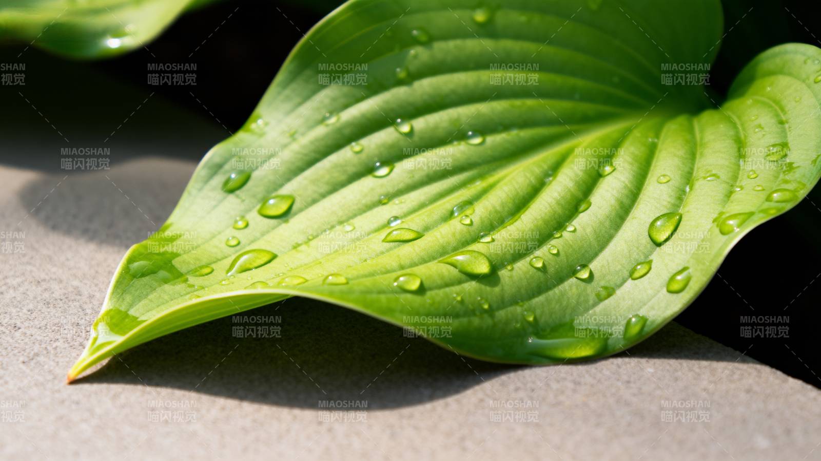 叶上露珠晶莹图片