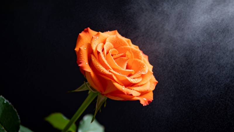 橙色玫瑰绽放图片