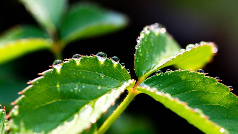 露珠点缀绿叶图片