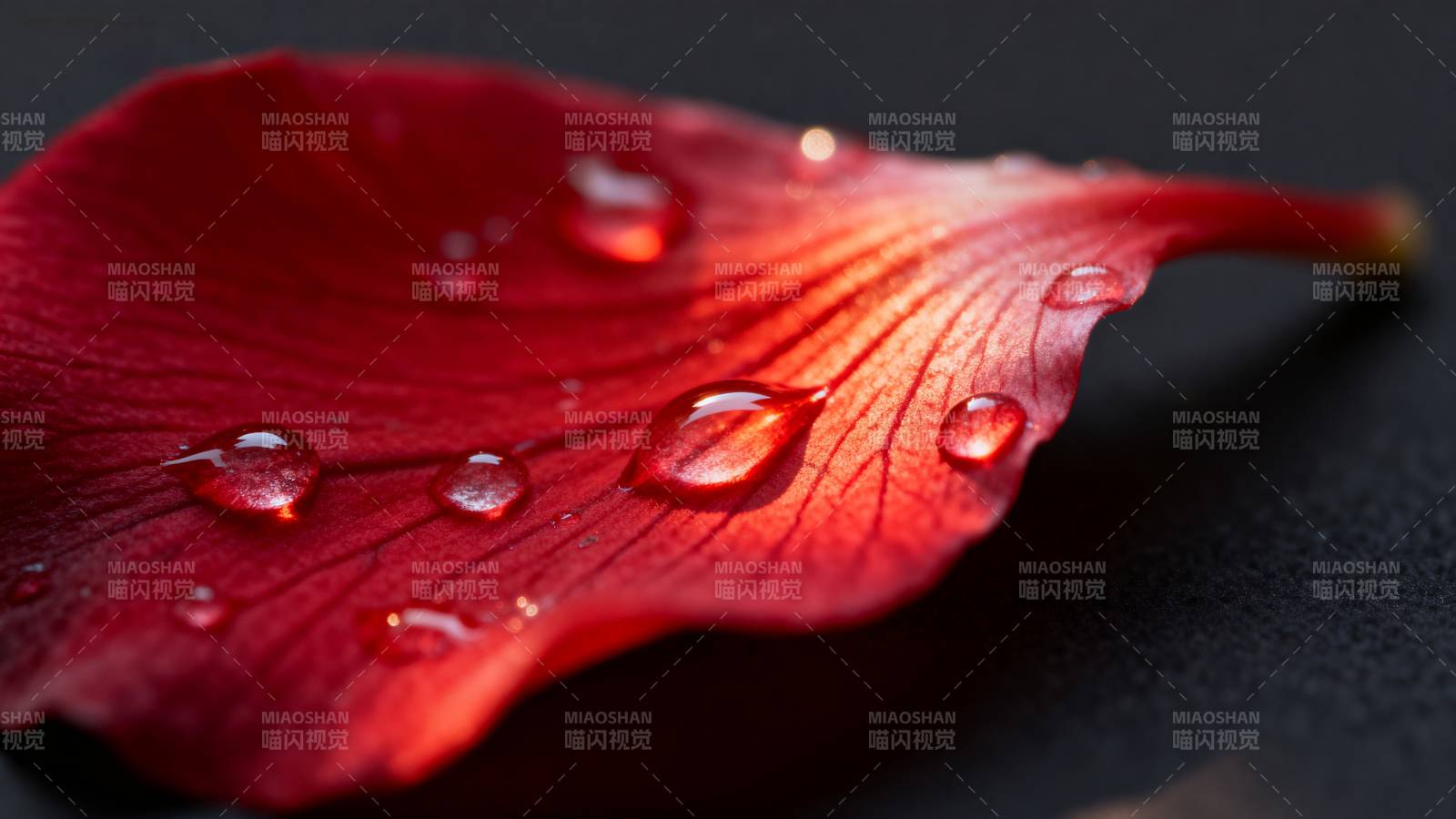 红叶上的水珠图片