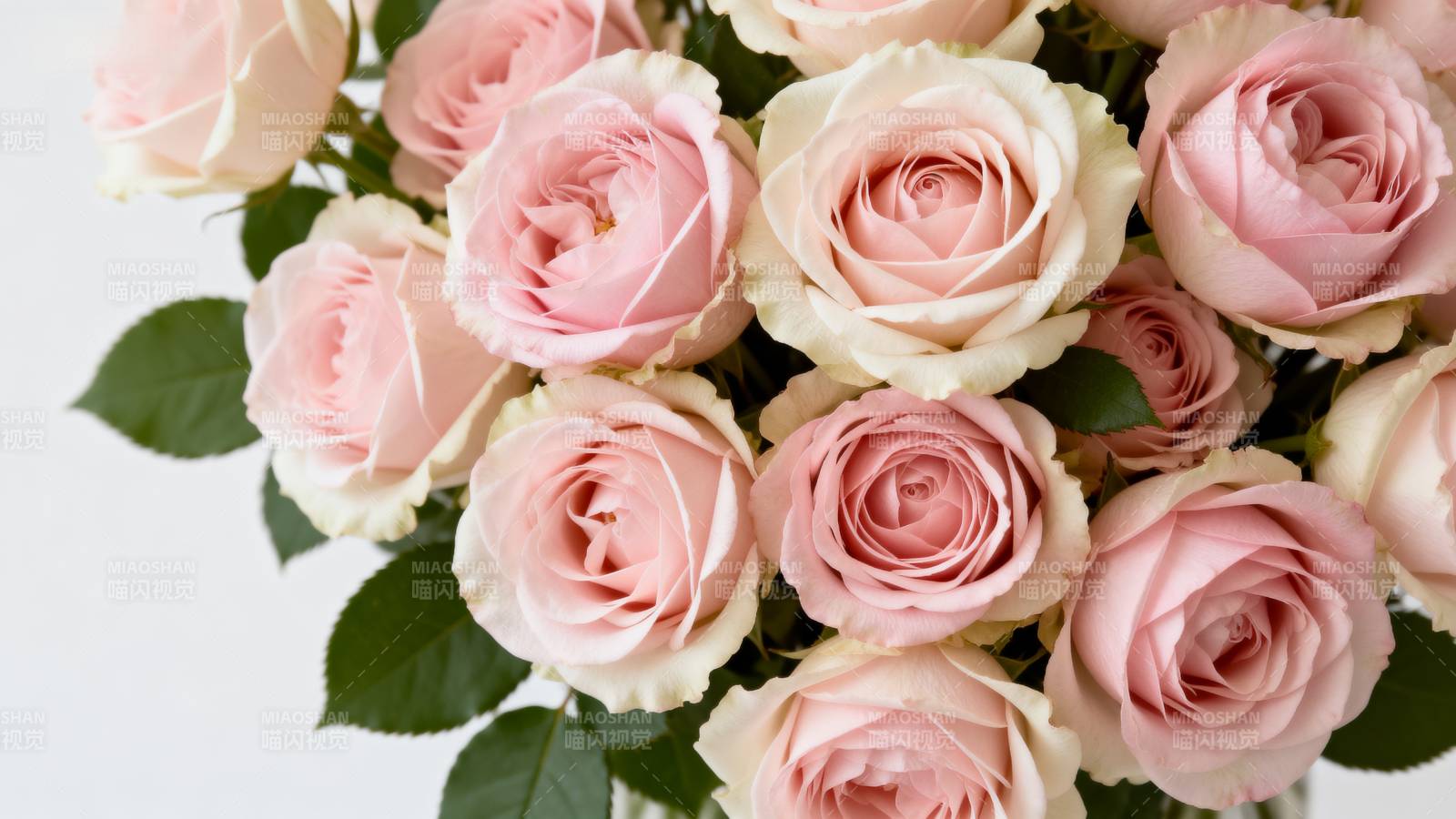 粉玫瑰花束图片