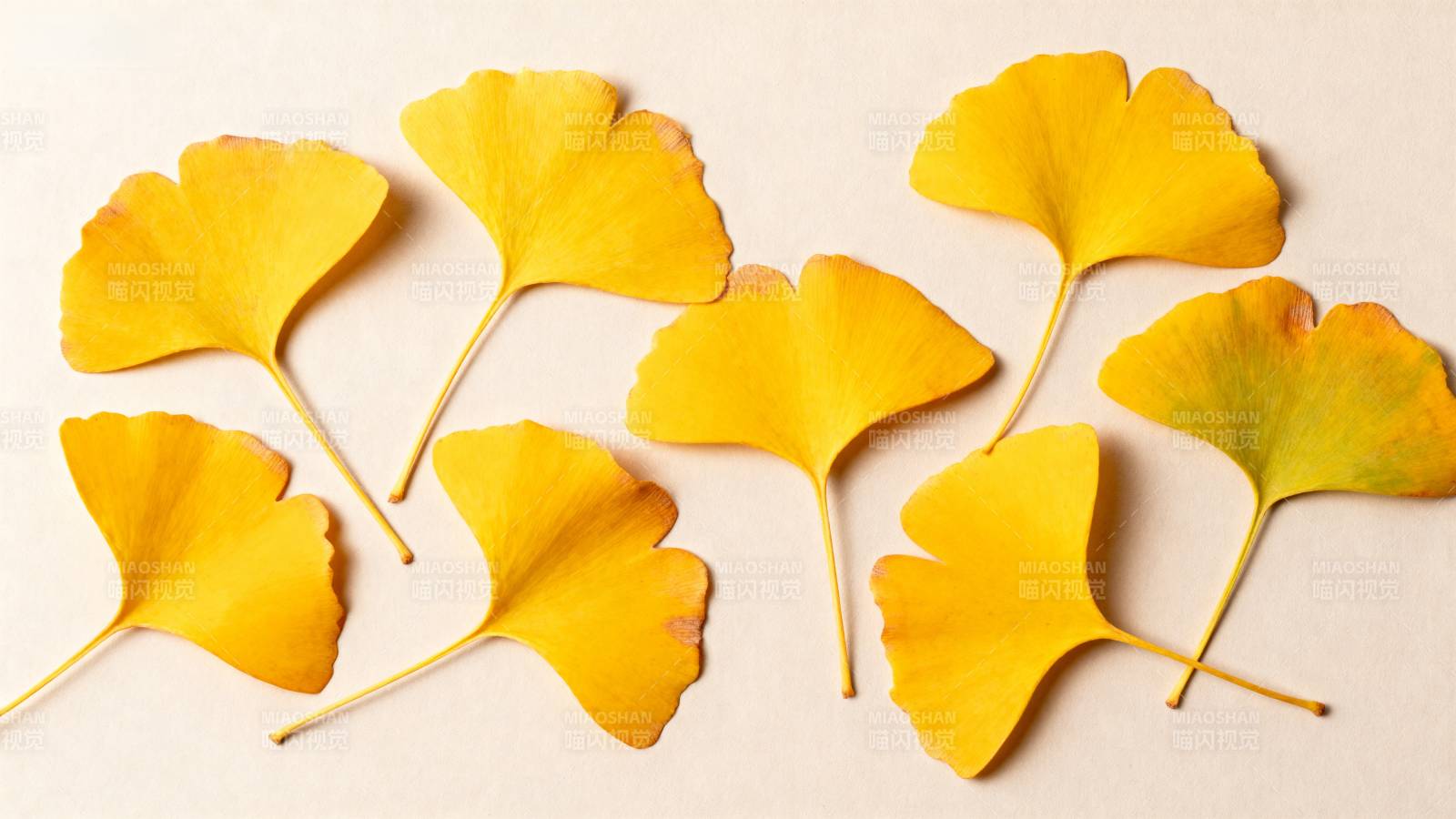 银杏叶秋色图片