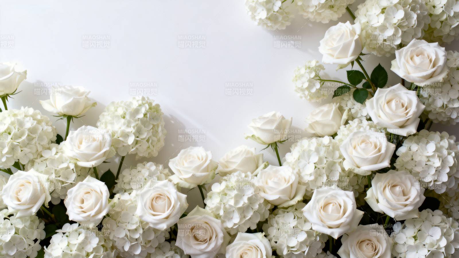 白玫瑰与绣球花图片