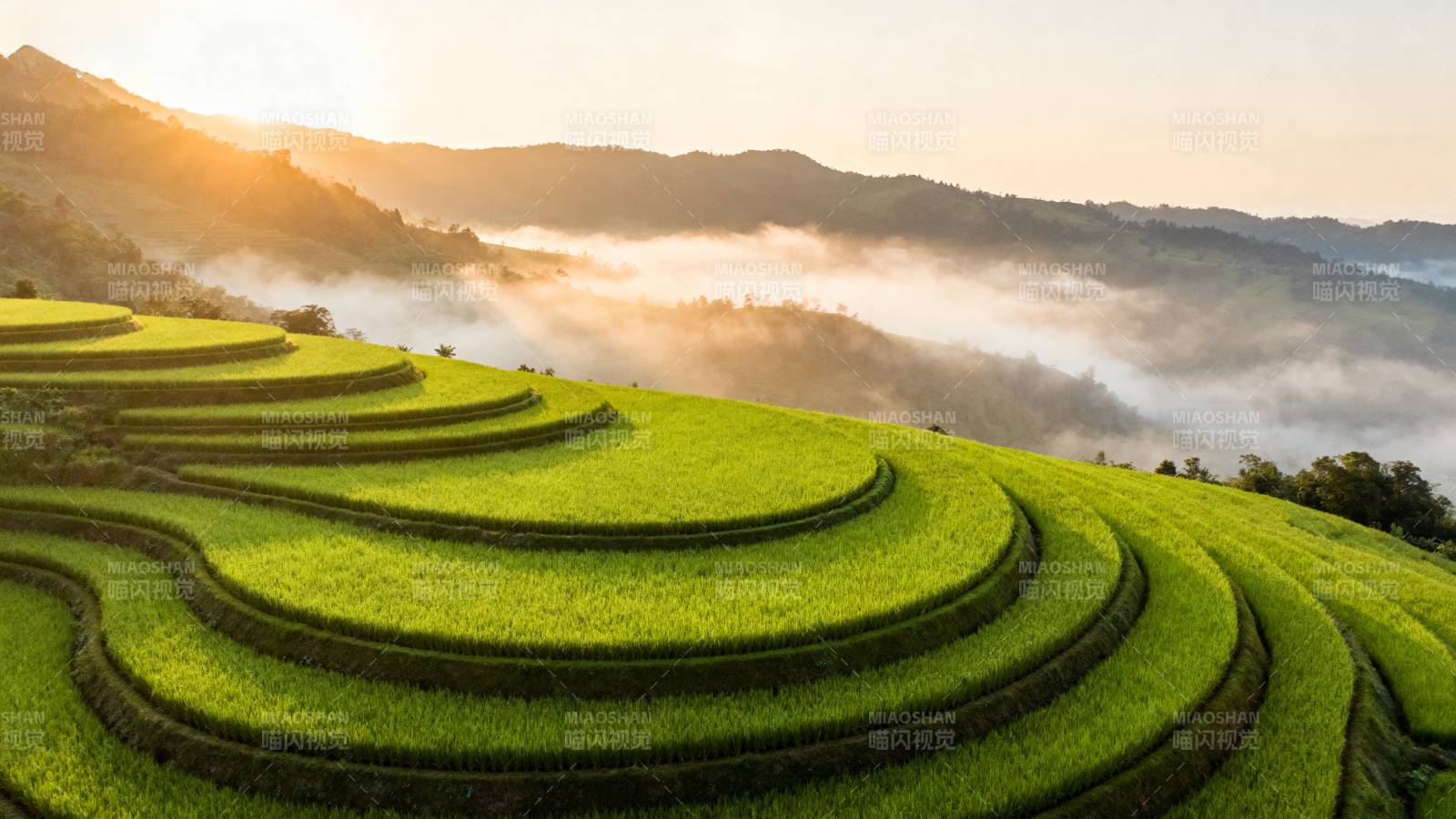 梯田晨雾美景图片