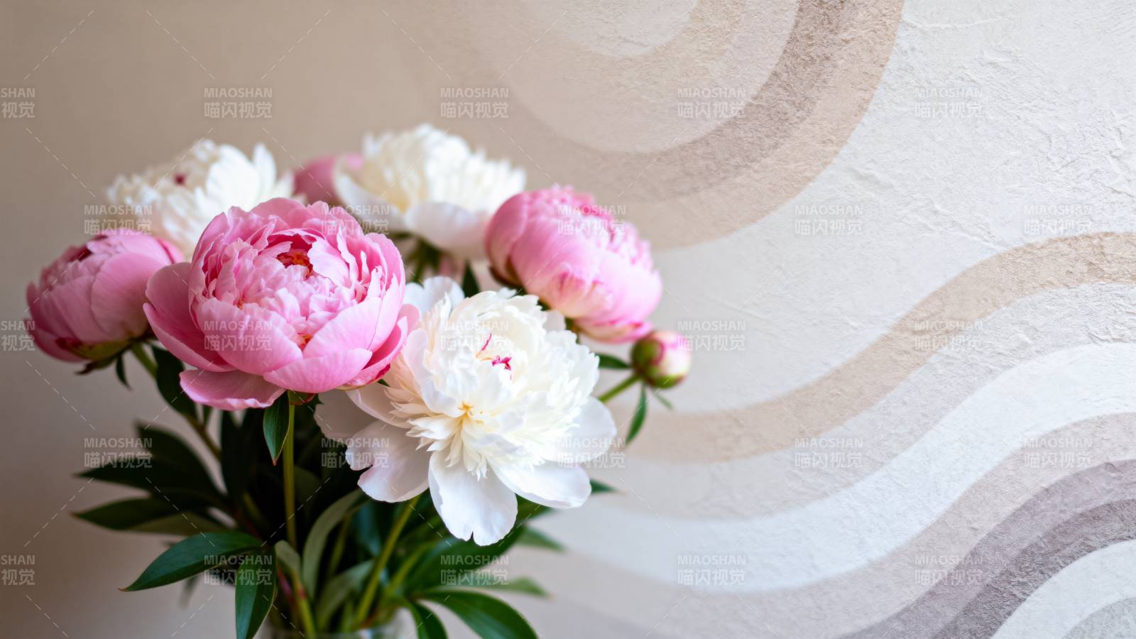 粉白牡丹绽放图片