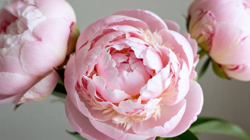 粉嫩牡丹绽放图片