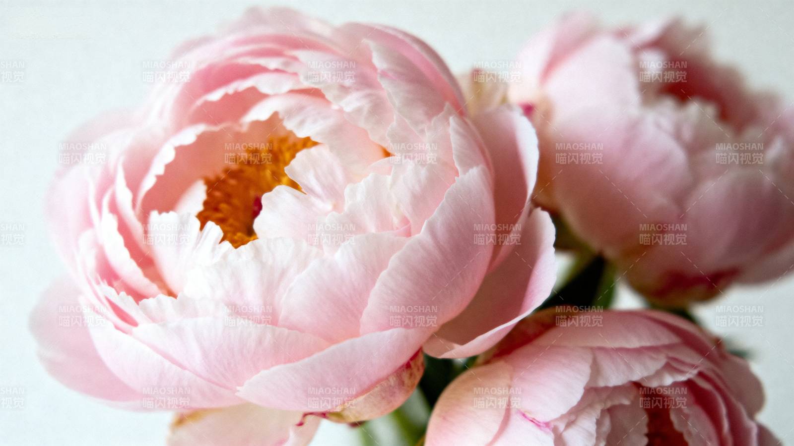 粉嫩牡丹绽放图片