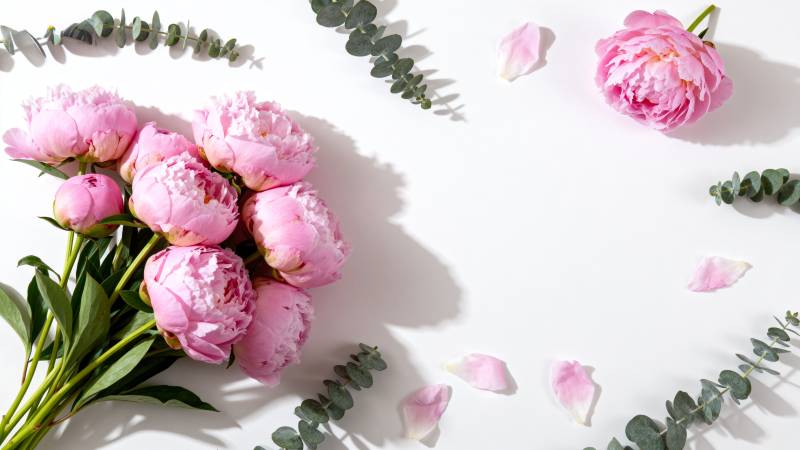 粉嫩牡丹静谧绽放图片